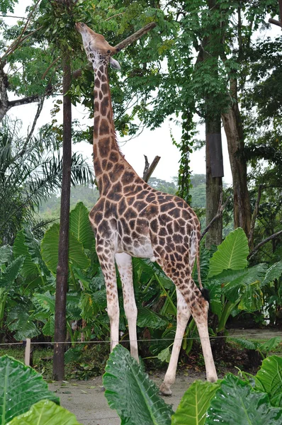 Jirafa (Giraffa camelopardalis rotschildi ) — Foto de Stock
