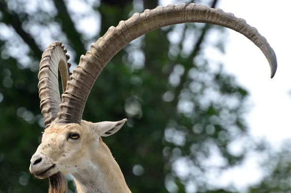 Ibex nubio — Foto de Stock