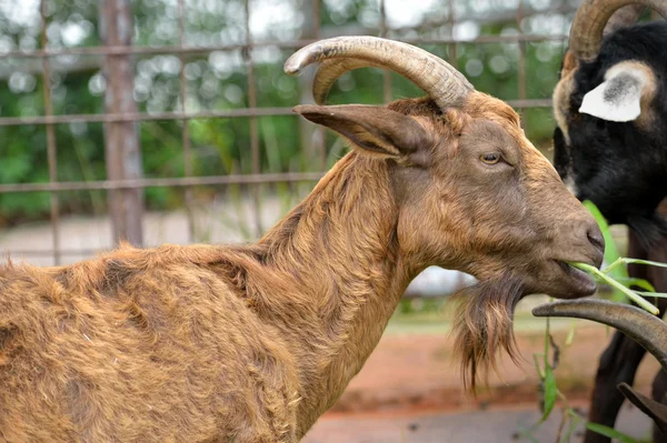 Hermosa cabra marrón — Foto de Stock