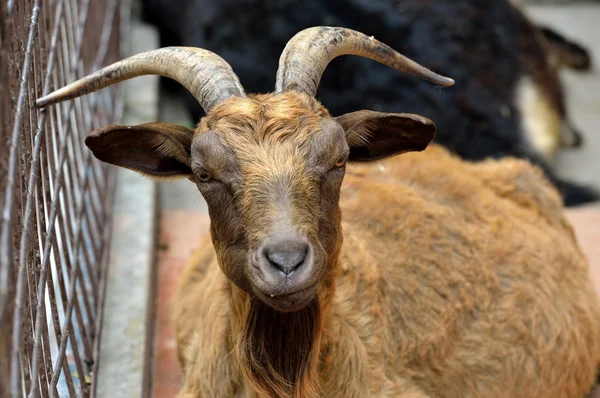 Beautiful brown goat — Stock Photo, Image