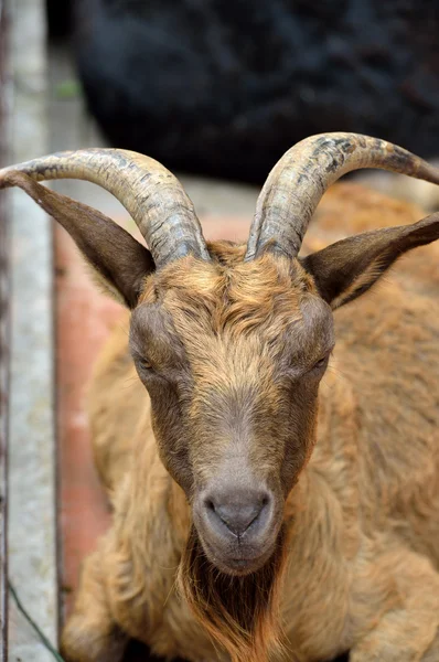 Beautiful brown goat — Stock Photo, Image