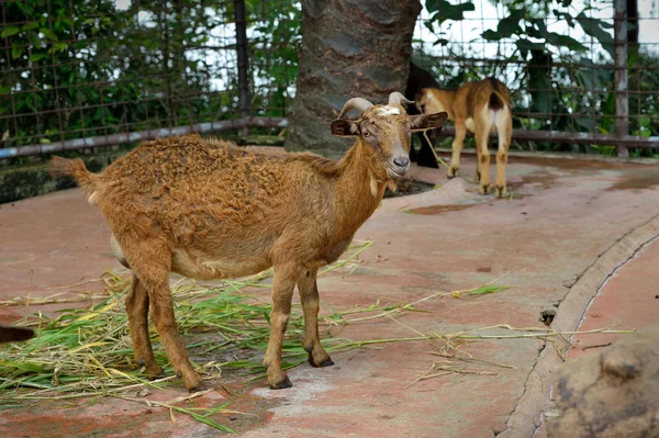 Beautiful brown goat — Stock Photo, Image