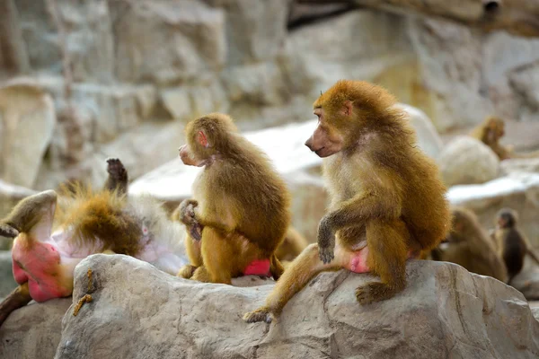 Hamadryas baboons (Papio hamadryas) — Stock Photo, Image