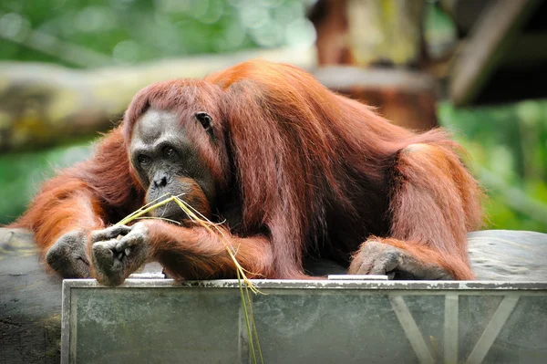 Orangutanlar — Stok fotoğraf