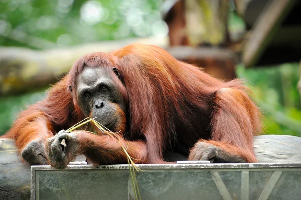 Orangutanes — Foto de Stock
