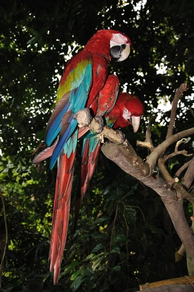 彩虹 lory — 图库照片