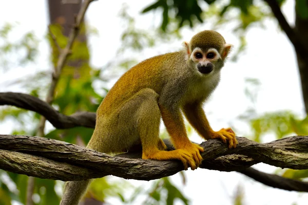 Beautiful squirrel monkey — Stock Photo, Image