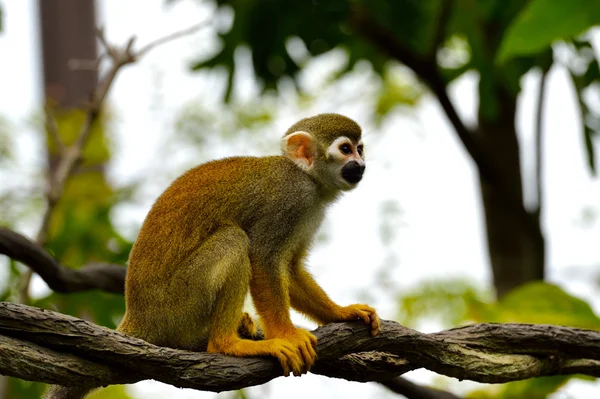 Όμορφη μαϊμού σκίουρος — Φωτογραφία Αρχείου
