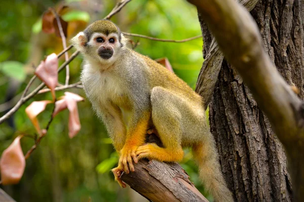 Beautiful squirrel monkey — Stock Photo, Image
