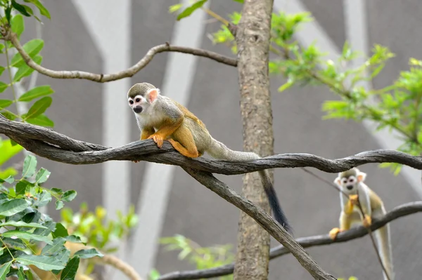 Beautiful squirrel monkey — Stock Photo, Image