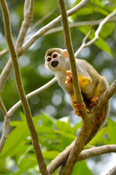 Hermoso mono ardilla — Foto de Stock