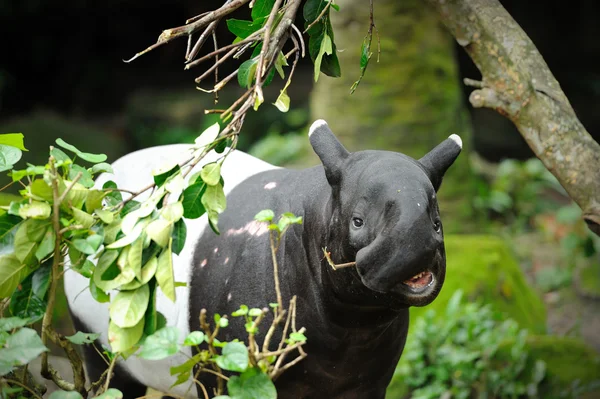 Ázsiai tapír (tapirus indicus) — Stock Fotó