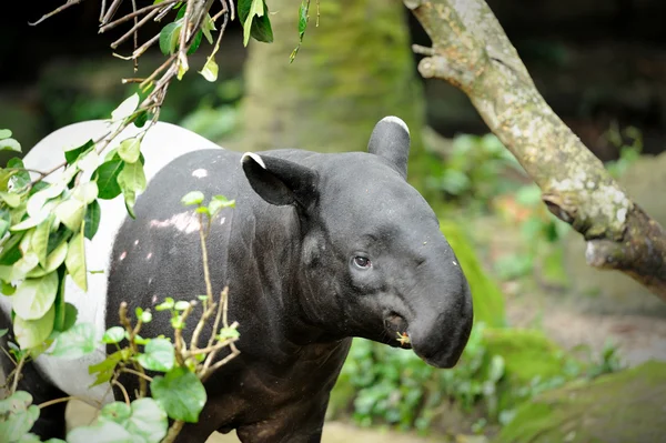 Malayan Tapir (Tapirus Indicus) — Stock Photo, Image