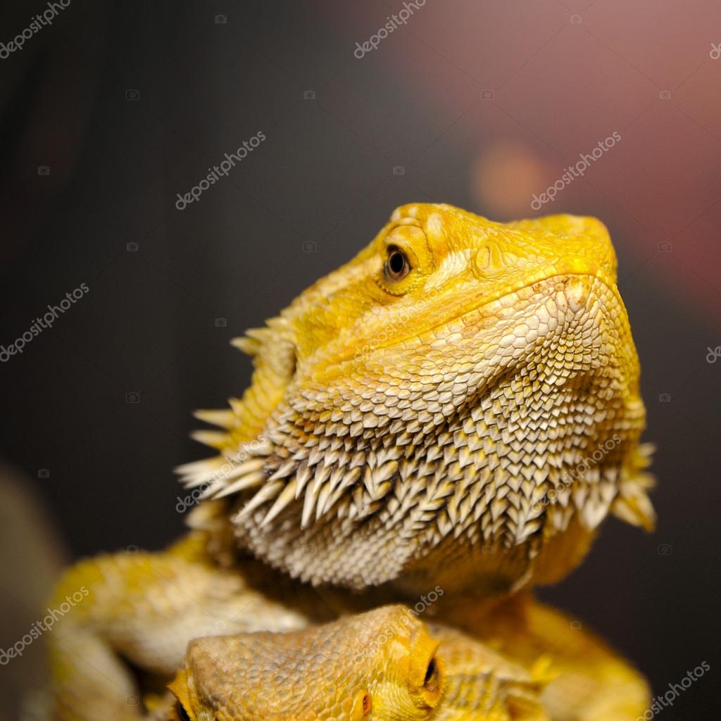 Bearded dragon on the wood. Stock Photo by ©tristantan71 61123381