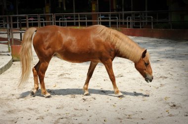 güzel kahverengi at