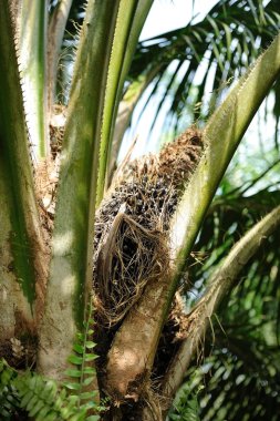 Hurma yağı yaprak ile