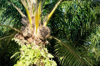 Hurma yağı yaprak ile