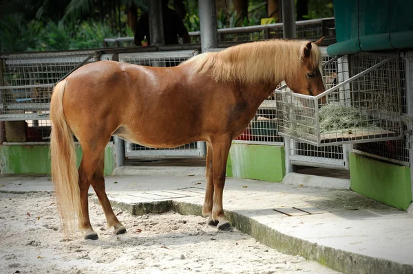 Hermoso caballo marrón — Foto de Stock