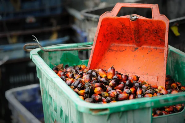 Palm oliehoudende vruchten — Stockfoto