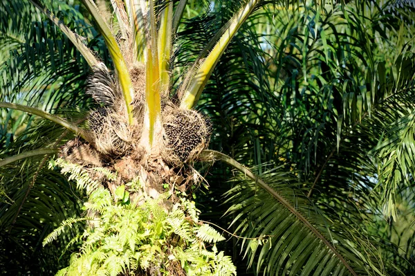 Huile de palme avec feuille — Photo