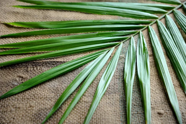 Aceite de palma con hoja —  Fotos de Stock