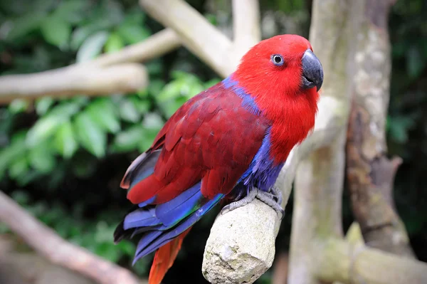 아름 다운 앵무새 — 스톡 사진