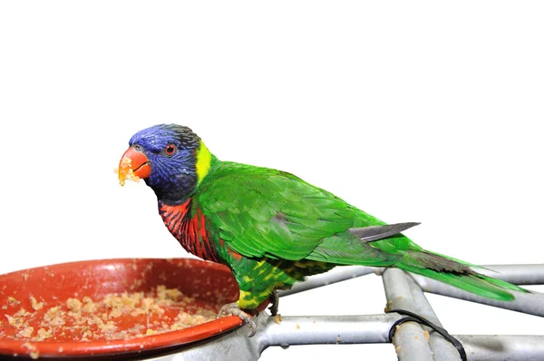 Rainbow Lory — Stock Photo, Image