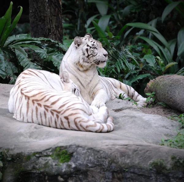 Tigre bianca — Foto Stock