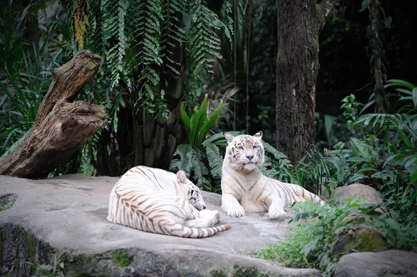Tigre blanco — Foto de Stock