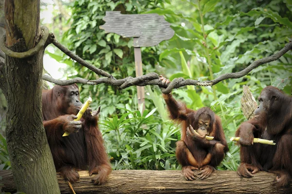 オランウータン — ストック写真