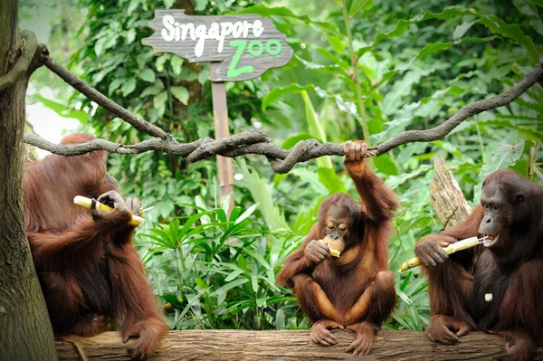 Orang-Utan — Stockfoto