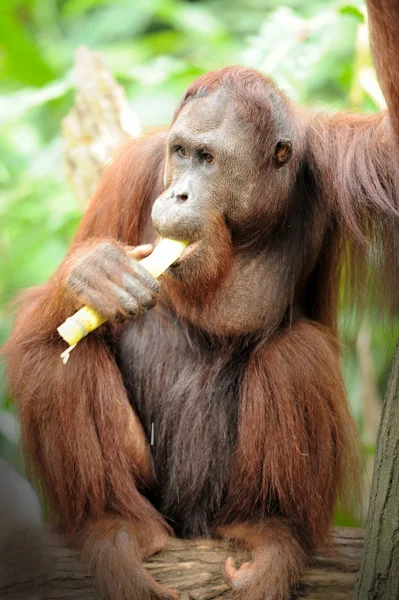 Orangutan — Stok fotoğraf