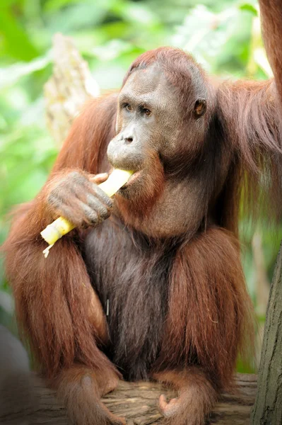 Orangután — Foto de Stock