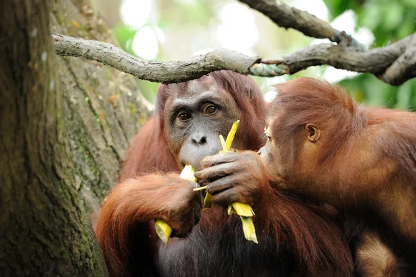 オランウータン — ストック写真