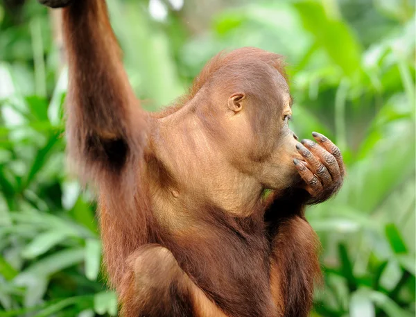 Orang-Utan — Stockfoto