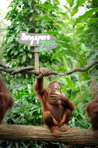 Orang-Utan — Stockfoto