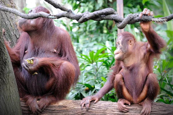 Orangutang — Stockfoto