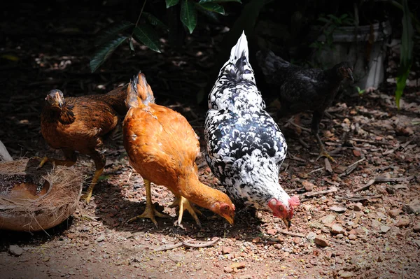 Kyckling i fjäderfä gård, — Stockfoto