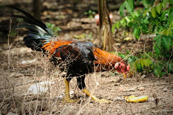 Pollo in allevamento di pollame , — Foto Stock