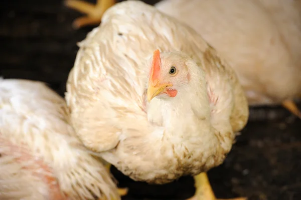 Frango na granja de aves , — Fotografia de Stock