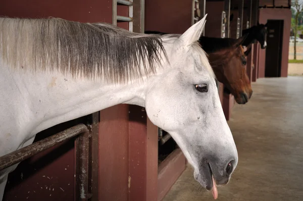 Hermoso caballo —  Fotos de Stock