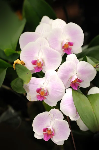 Hermosa orquídea en el jardín. —  Fotos de Stock