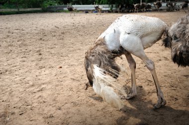 Devekuşu çiftliği