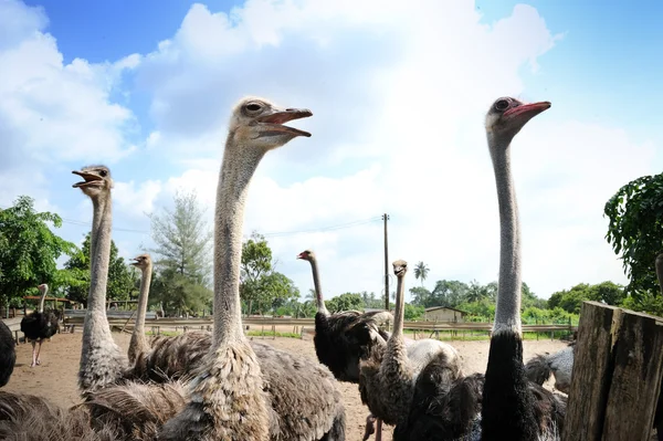 Straußenfarm — Stockfoto