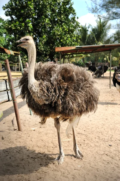 Granja de avestruces — Foto de Stock