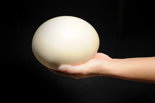 Страусиное яйцо — стоковое фото