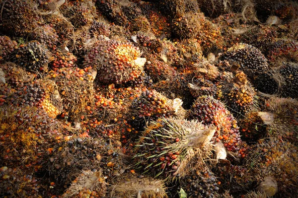 Frutos frescos de palma aceitera — Foto de Stock