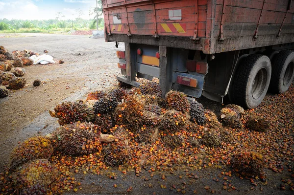 Frutos frescos de palma aceitera —  Fotos de Stock