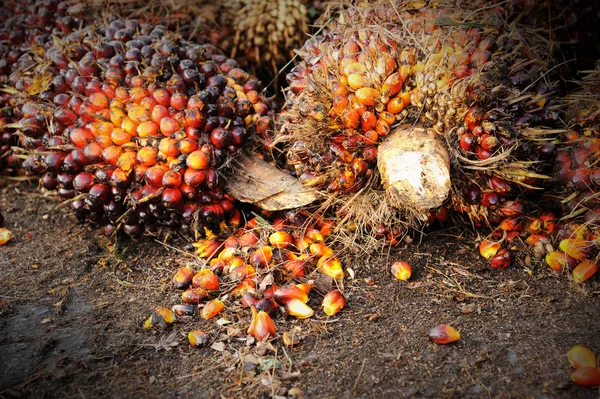 Frutos frescos de palma aceitera —  Fotos de Stock