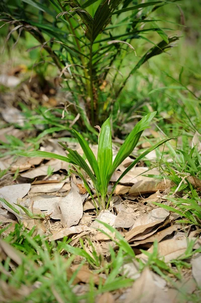 Färsk olja palm frukt — Stockfoto